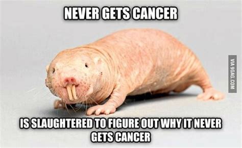 naked mole rat meme|Hilarious Canadian anti